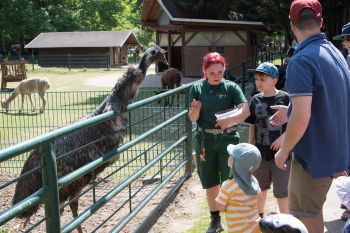 Besuch bei den Emus