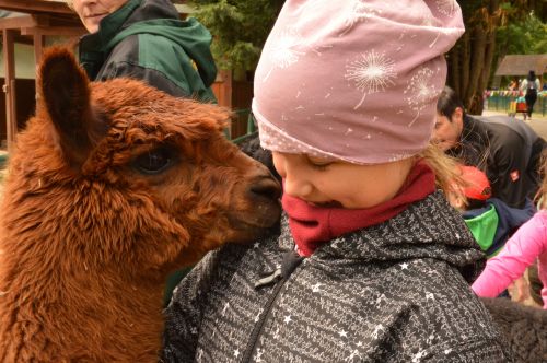 Goldkopflöwenäffchen Sissi starb und hinterließ Hector Goldkopflöwenäffchen Hector