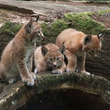 Luchs-Drillinge Luchs-Drillinge