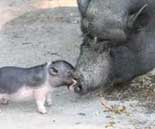 Hängebauchschwein