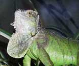 Grüner Leguan