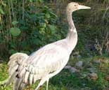 Kranich (Grus grus)
