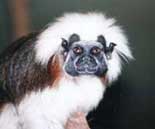 Lisztaffe