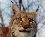 Eurasischer Luchs