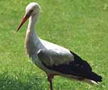 Weißstorch